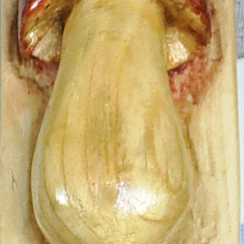 MICOLOGIA