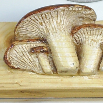 Pleurotus Eryngii (Seta de Cardo) por 