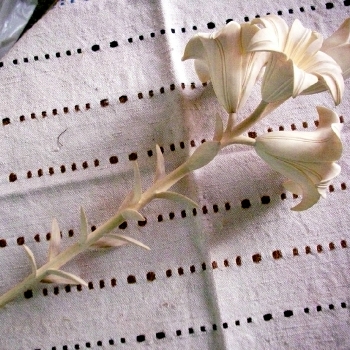 Woodcarving Lilium flower.