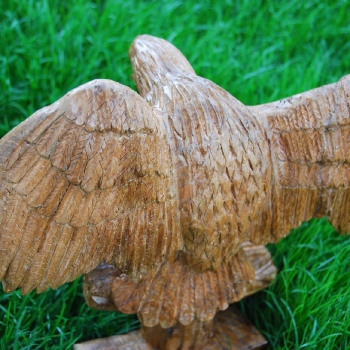 aguila en posición de ataque