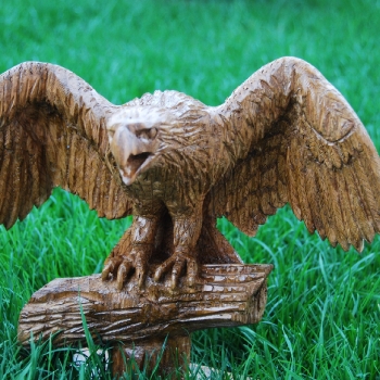 aguila en posición de ataque