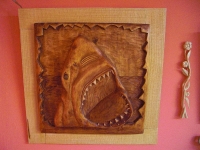 carcharodon carcharias