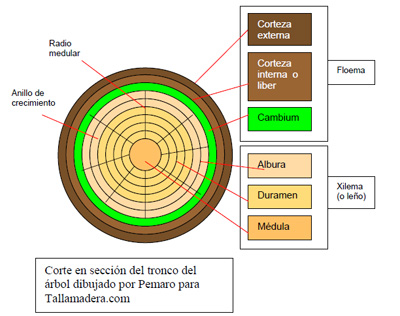 corte_seccin_tronco