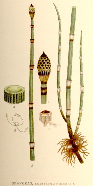 equisetum_hiemale_nf