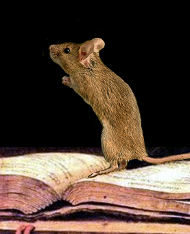 ratondebiblioteca