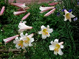 lilium_regale_cultivado