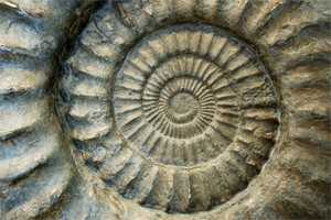 ammonites