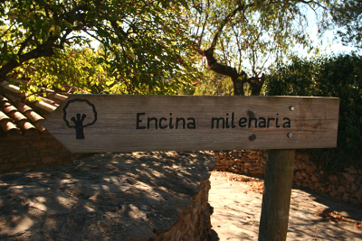 encinamilenarialecinahuesca0002