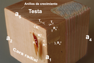 pruebascomportamientotiloalcorte